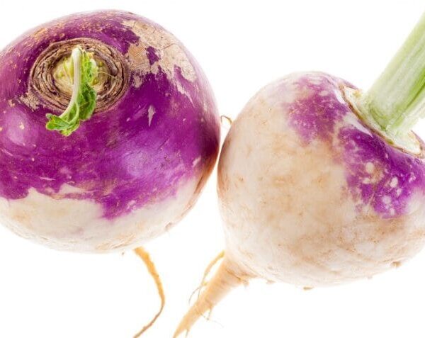 Turnip