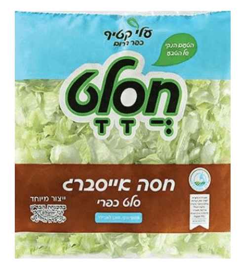 חסה אייסברג Iceberg lettuce - Image 1